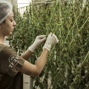 Hoe kweek je zelf wietplanten?