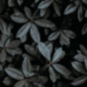 terpenen geur smaak cannabis