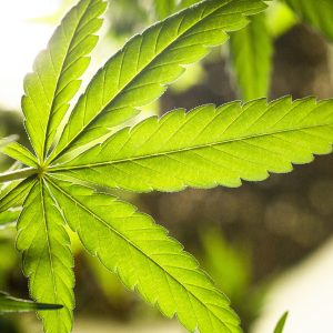 levenscyclus wietplant