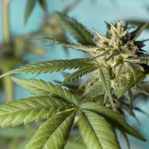 Cannabis en gezondheid