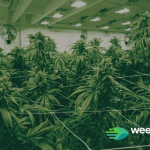 verschillen hasj wiet